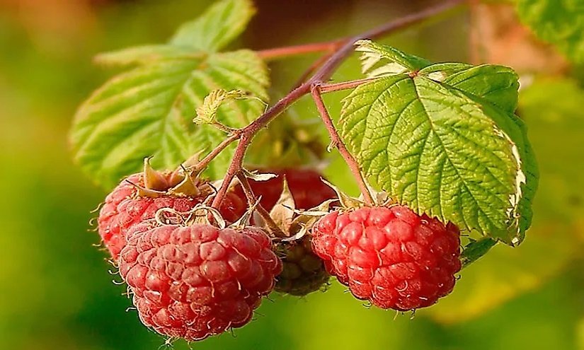 Raspberries Are Oxalate Rich Food Raspberries Are Oxalate Rich Food