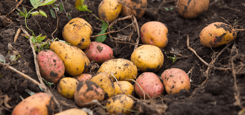 Best Low Cholesterol Diet Tubers